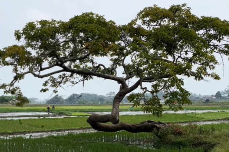 Ket Foto: Pohon Pengantin Salatiga