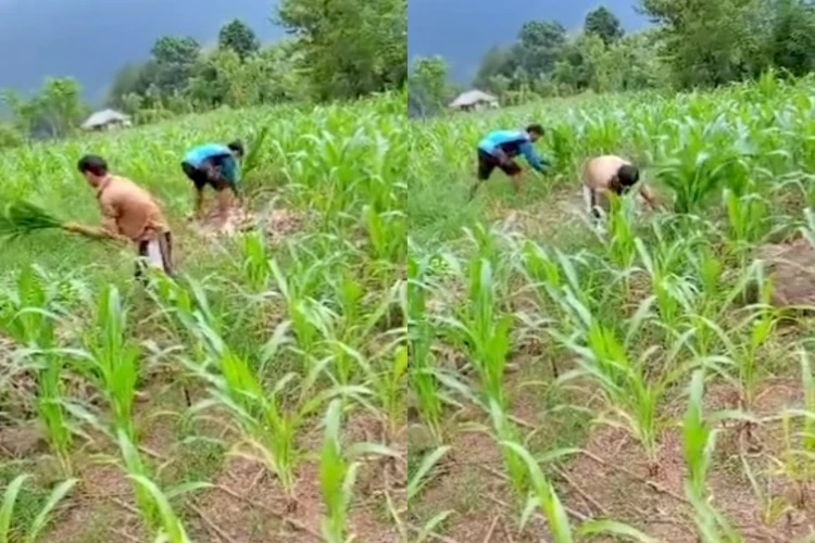 Petani jagung di Kabupaten Gowa, Sulawesi Selatan yang terpaksa memangkas tanaman jagungnya karena kesulitan membeli pupuk.