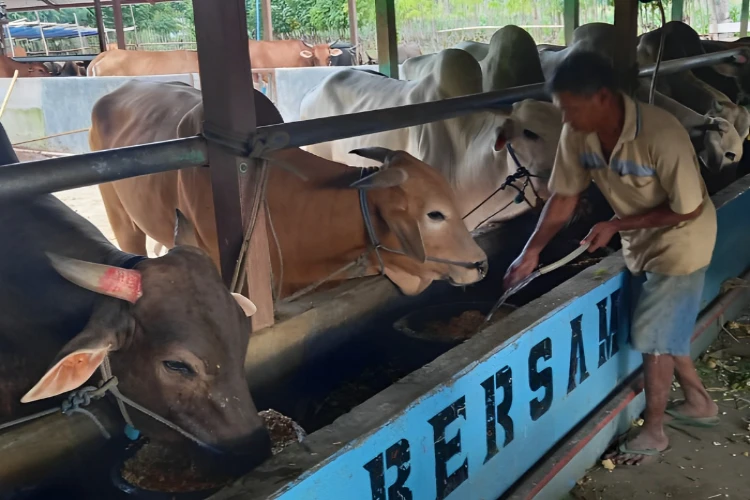 Ket. Foto: Target Populasi 100 Ribu Ekor Sapi Potong Diharapkan DPRD Gorontalo Utara Terwujud dengan Mudah