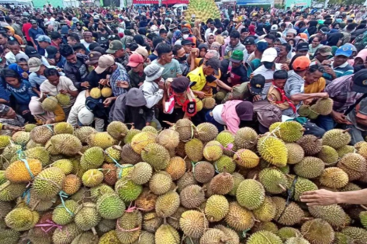 Ket. Foto: 1.074 Hektare Lahan Pertanian Disiapkan untuk Pengembangan Komoditas Durian di Sulteng