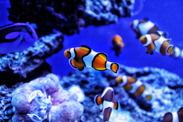 Ket. Foto: Ikan badut dengan berbagai fakta menariknya (Foto/Pexels @andreas)