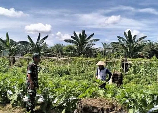 Ket. Foto: Kodim Pasangkayu Mengembangkan Kebun Percontohan Sayuran
