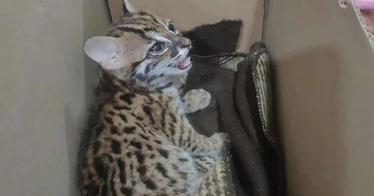 Potret kucing hutan yang dibawa pengemudi hingga kemudian diamankan di Pelabuhan Bakauheni Lampung Selatan
