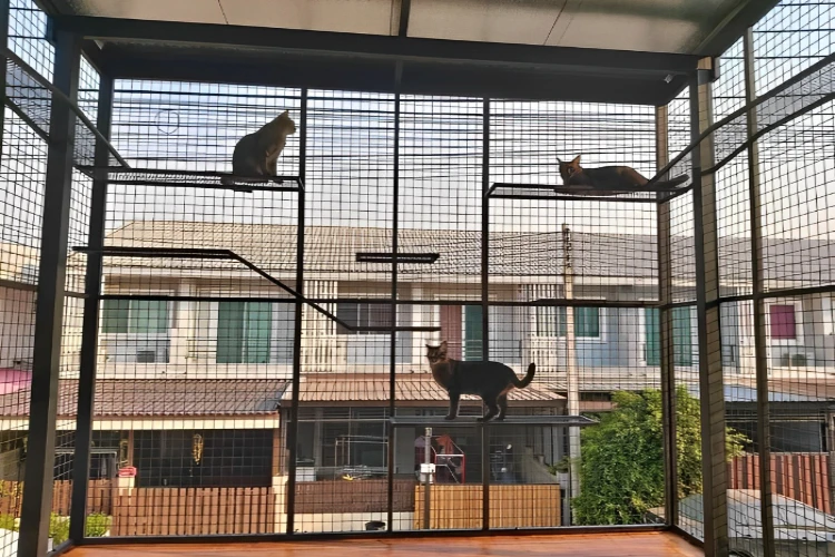 Ket. Foto: Rumah Penitipan Kucing di Probolinggo Mulai Ramai Didatangi oleh Pelanggan saat Memasuki Momen Mudik Lebaran Tahun 2024