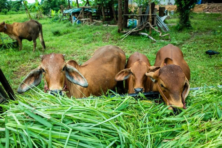 Puluhan sapi mati mendadak di Gorontalo, warga menduga racun penyebabnya. Penyelidikan mulai digelar pemerintah setempat.