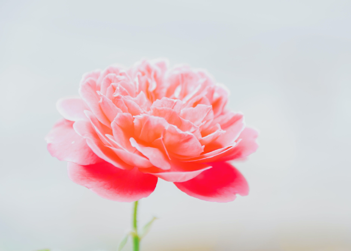 Ket. Foto: Bunga peony dengan berbagai fakta menariknya (Foto/Pexels @minan1398)