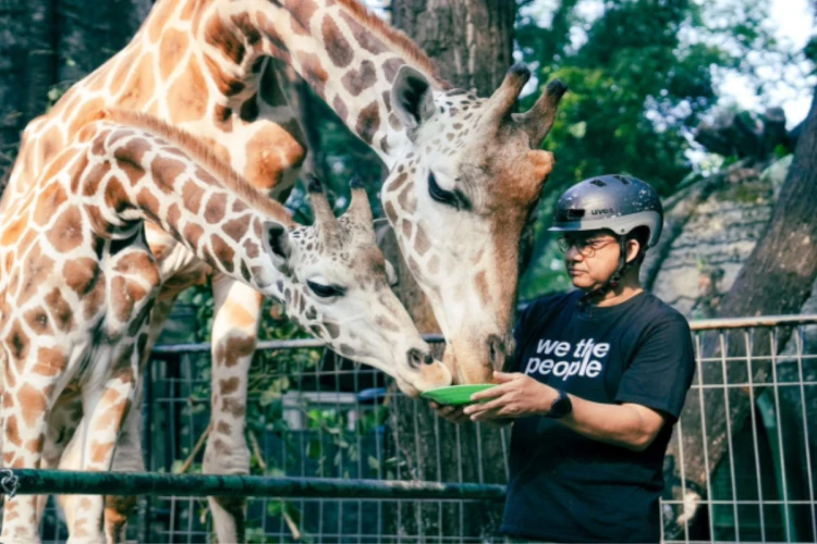 Potret Anies Baswedan ketika memberikan makan hewan jerapah, foto yang digunakan Anies untuk membalas komentar warganet di Twitter