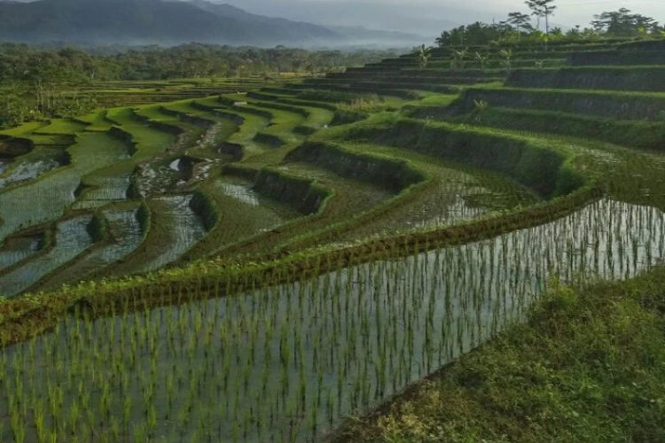 Ket. Foto: Para Petani di Kebumen Dilaporkan Terancam Alami Gagal Panen Dikarenakan Sawahnya Terendam Banjir