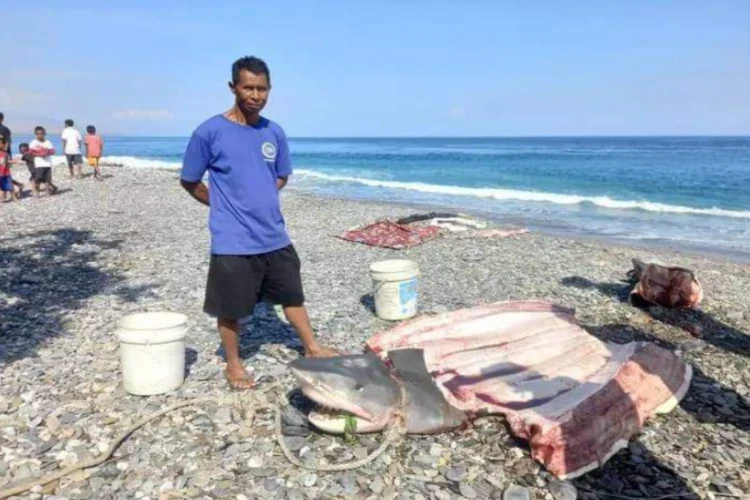 Potret ikan hiu yang memakan seorang jasad perempuan di perairan Pulai Alor – Timor Leste