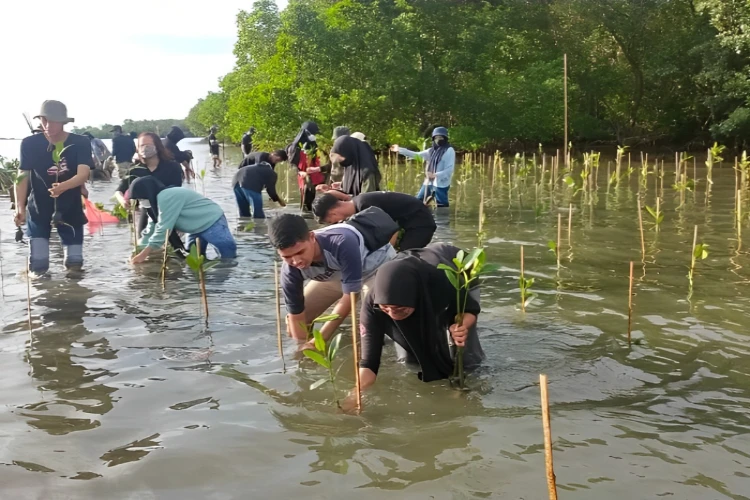 Ket. Foto: Pemerintah Provinsi Sulawesi Selatan Dilaporkan Fokus Menanam Mangrove di Wilayah Pesisir