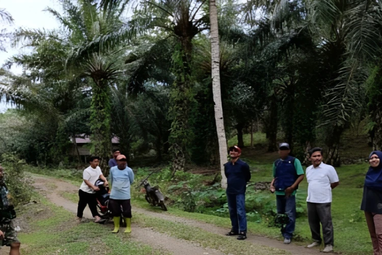 Ket. Foto: Serangan Ulat Api yang Menyerang 100 Hektare Tanaman Sawit di Mamuju Tengah Diantisipasi oleh Pemprov Sulbar