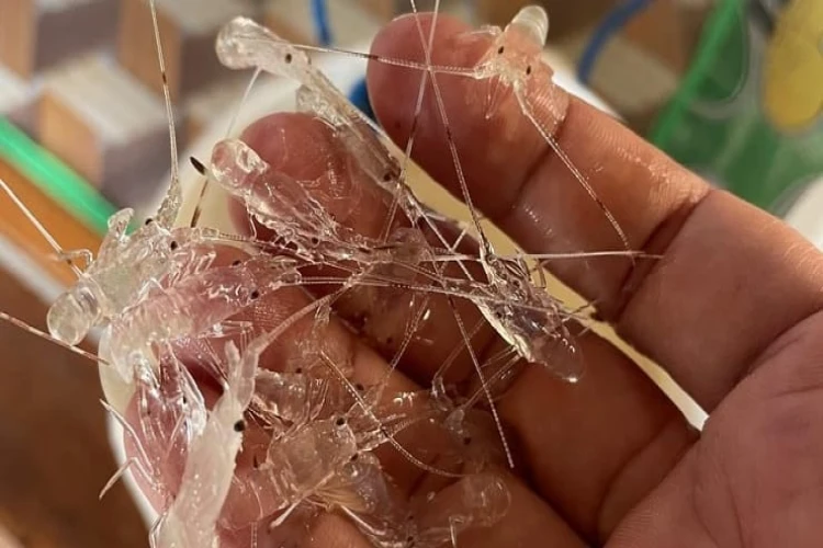 Polda Lampung berhasil meringkus penampung dan penjual ribuan benih bening lobster.