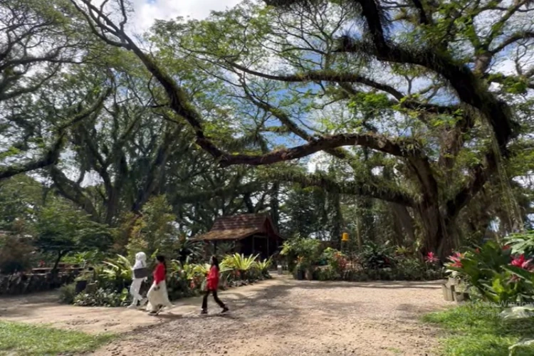 Ket Foto: Hutan De Djawatan yang Memiliki Pesona Alami