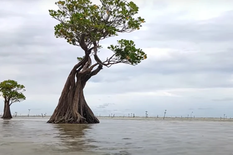 Ket Foto: Pantai Walakiri di Sumba Timur