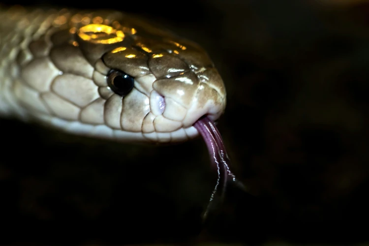 Ket. Foto: Kemunculan Ular King Cobra yang Berulang Kali di Pemukiman Meresahkan Warga Dusun Cipancir Cilacap