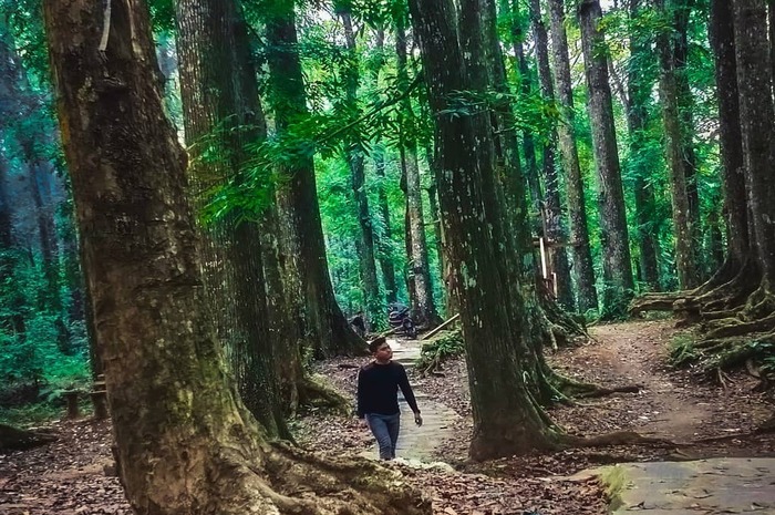<p>Ket Foto: Pesona Hutan Lindung Sesaot Lombok Barat (Foto/Instagram/@denis_kusumayadi)	</p>
