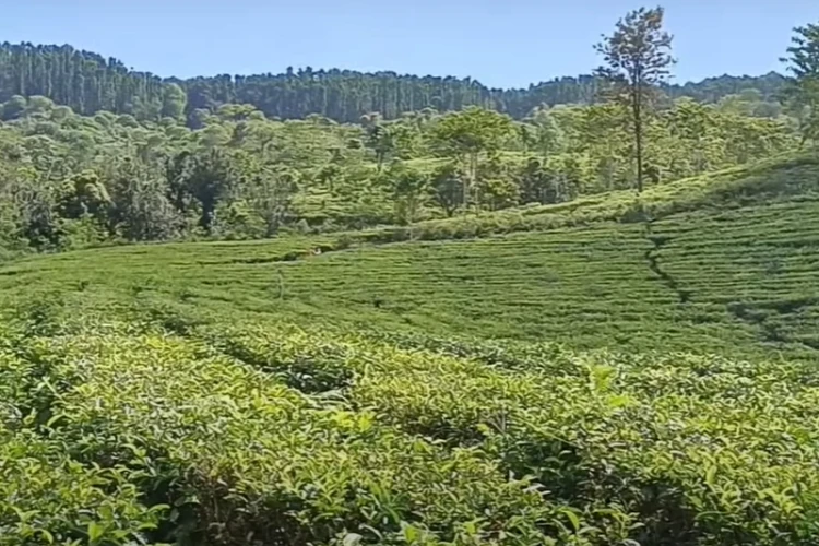Ket Foto: Kebun Teh Kertowono yang Terletak di Lumajang (Foto/Youtube @PESONA DESA INDONESIA)