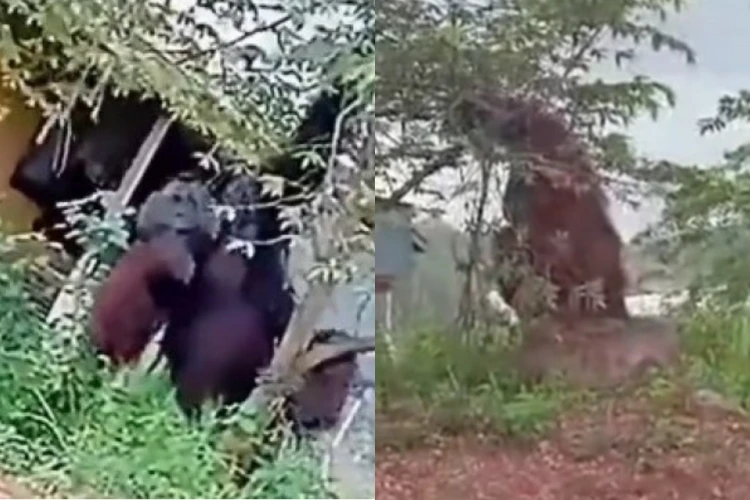 Kepala Balai Konservasi Sumber Daya Alam Kalimantan Timur buka suara terkait viralnya video orang utan raksasa yang keluar dari hutan.
