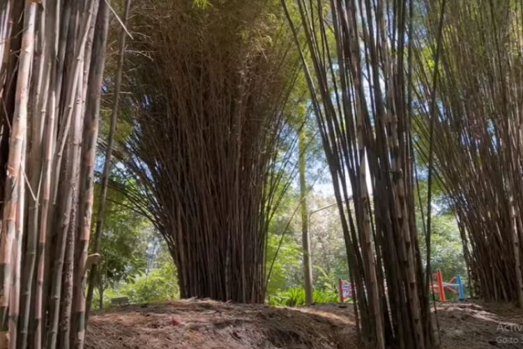 Ket Foto: Hutan Bambu Keputih di Surabaya