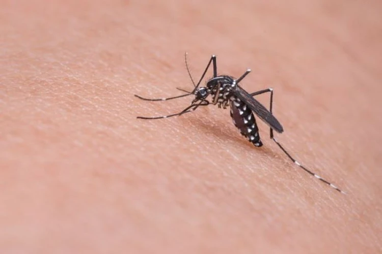 Begini tanggapan Dinas Kesehatan DKI Jakarta terkait aturan denda Rp50 juta bagi warga yang di rumahnya ditemukan jentik nyamuk Aedes aegypti.