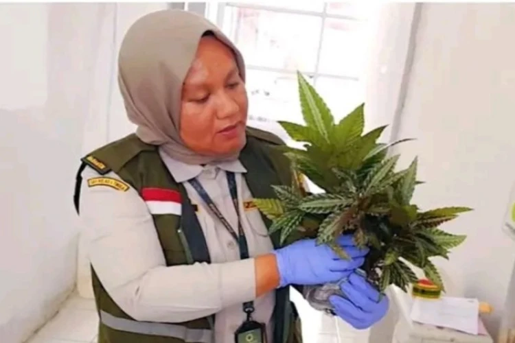 Ket. Foto: Karantina Hewan, Ikan dan Tumbuhan Provinsi Papua Tengah Memeriksa Secara Visual terhadap 50 Batang Tanamana Hias Leamibilis sp