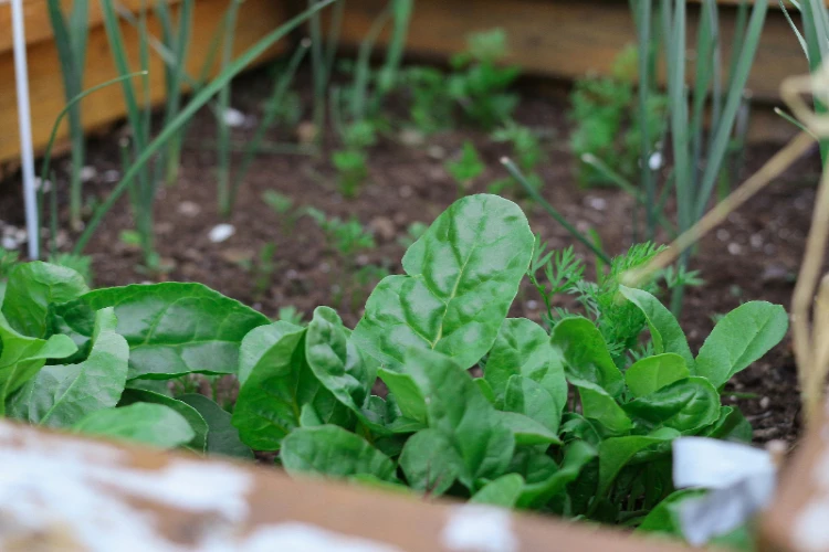 Ket. Foto: Wakil Menteri Pertanian Menyampaikan Pihaknya sedang Menggencarkan Konsep Urban Farming dalam Program KRPL