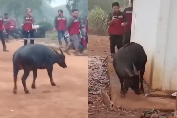 Anoa muncul di kawasan pertambangan milik PT Sulawesi Cahaya Mineral (SCM) di Kabupaten Konawe, Provinsi Sulawesi Tenggara.