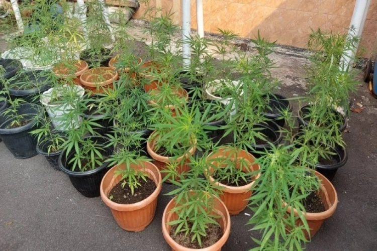 Polisi gerebek rumah di Cengkareng jadi ladang ganja, temukan 40 pohon dan paket ganja siap edar.