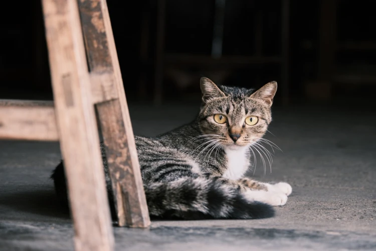 Ilustrasi kucing di kawasan Sawojajar, Malang, Jawa Timur yang mati, diduga karena diracun