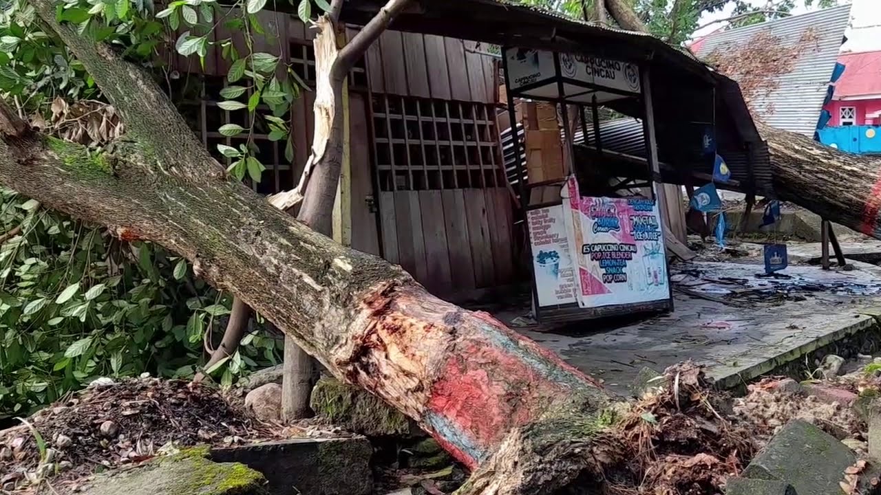 Pohon Roboh Timpa Satu Rumah di Parimo Sulawesi Tengah