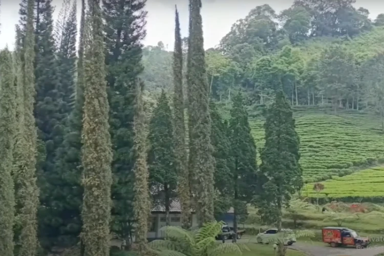 Ket Foto: Sirah Kencong di Blitar