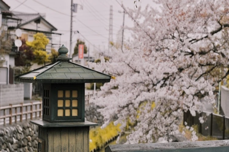 Aksi turis Indonesia rusak bunga sakura di Jepang viral.