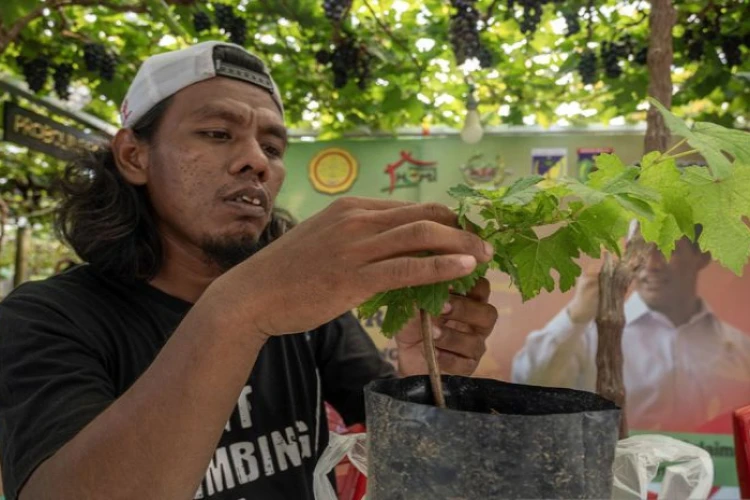 Ket. Foto: Melalui Usaha Intensifikasi dan Ekstensifikai Optimalisasi Sumber Daya Lahan Pertanian di Sulawesi Tengah