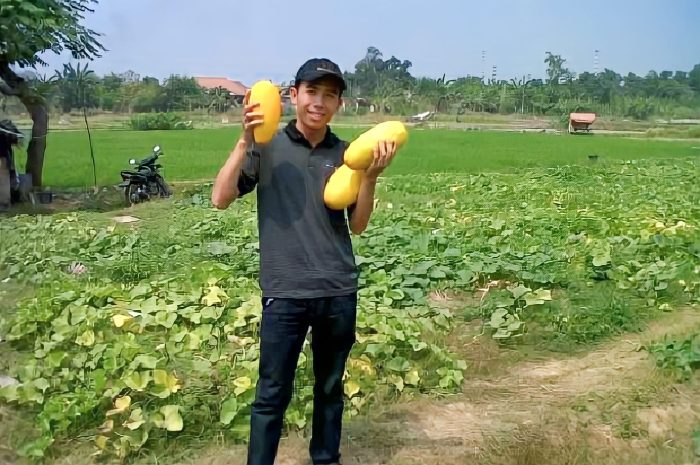 <p>Ket. Petani Timun Suri sedang panen (Foto/Facebook/Tasreb) </p>
