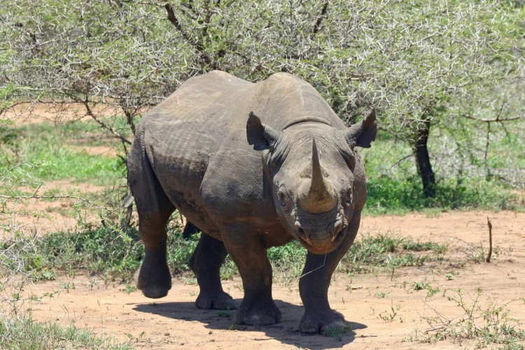 Ilustrasi badak Jawa yang dilindungi namun pihak yang melakukan proyek konservasi diduga tidak serius melakukan pekerjaannya