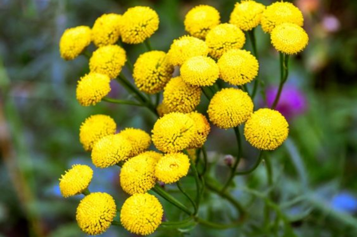 Bunga Tansy atau Dikenal dengan Bunga Kancing
