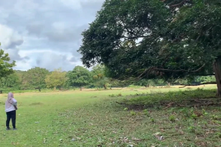 Ket Foto: Padang Savana Cidaon di Taman Nasional Ujung Kulon