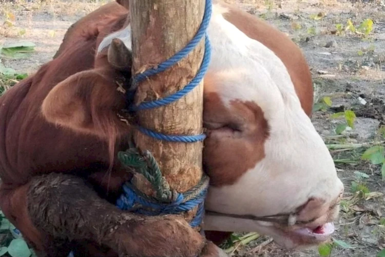 Sapi kurban di Gunungkidul gagar dikurbankan usai mati karena terlilit tali.