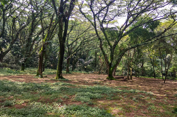 <p>Ket Foto: Foto Bumi Perkemahan Balong Dalem Kuningan (Foto/Google Maps/Eka Murni Agustina)</p>
