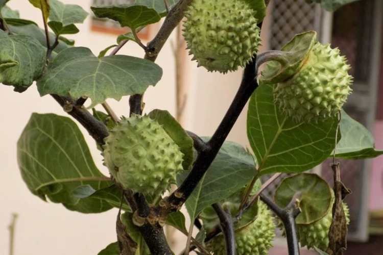 Kasus keracunan yang menimpa puluhan warga Kalimantan Selatan hingga mabuk ternyata bukan disebabkan konsumsi buah kecubung.