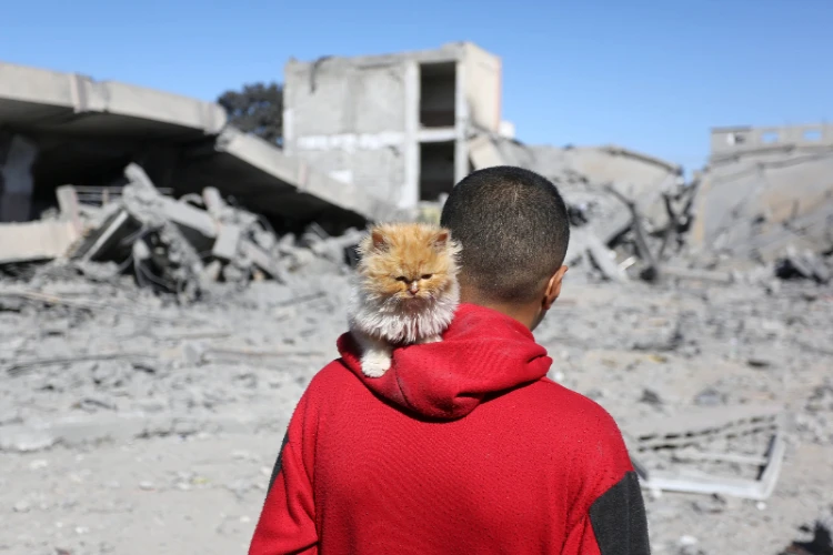 Ket. Foto: Hidup di Tengah Perang, Kucing-Kucing Jalanan Menghangatkan Hari Kaum Anak di Jalur Gaza
