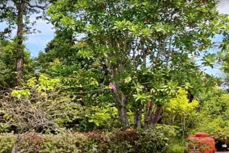 Ket Foto: Kebun Raya Balikpapan