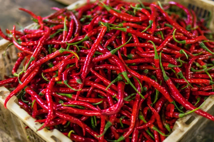 Ket. Foto: Pemerintah Provinsi Kepulauan Riau Membagikan Sekitar 35 Ribu Bibit Cabai Gratis untuk Masyarakat di 7 Kabupaten dan Kota