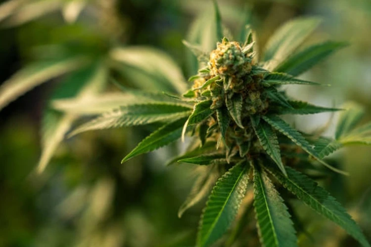 Polisi temukan sejumlah puluhan ribu tanaman ganja di hutan pegunungan Semeru Kabupaten Lumajang