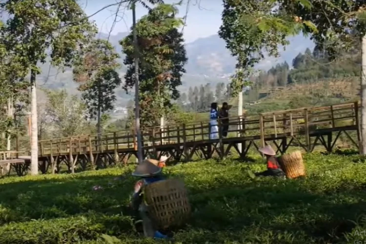 Ket Foto: Kebun Teh Tambi