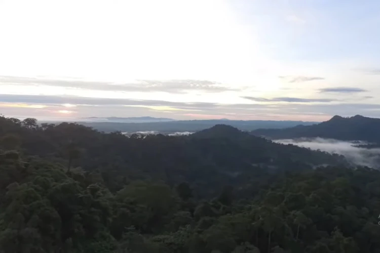Ket Foto: Taman Nasional Bukit Tiga Puluh