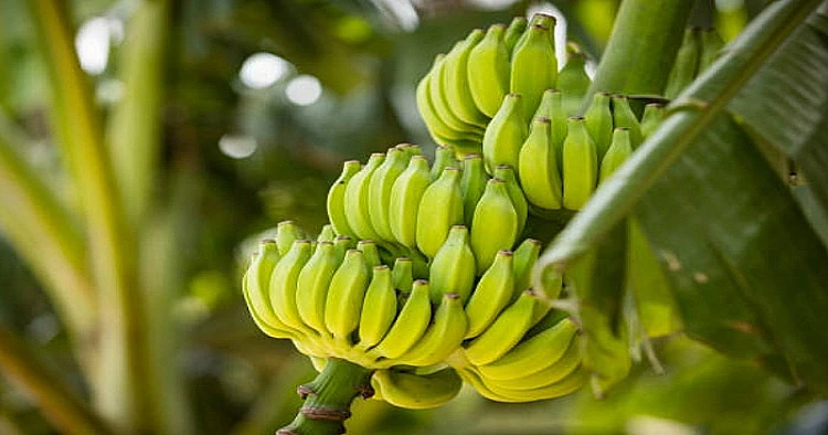 Viral seorang remaja di Pati kepergok warga lantaran mencuri pisang tanduk hingga diarak ke balai desa