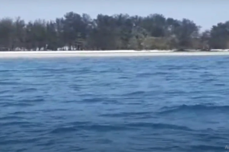 Ket Foto: Dolphin Karimunjawa