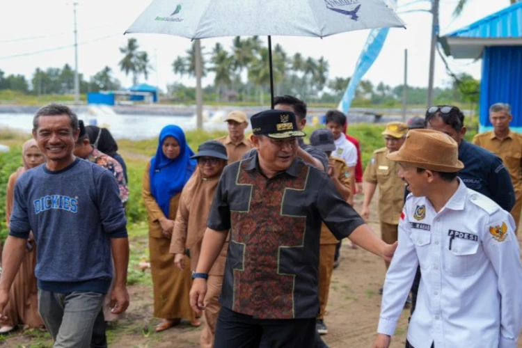 Ket. Foto: Udang Vaname Dibudidayakan oleh Masyarakat Mamuju di Kecamatan Papatang