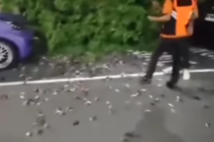 Tangkap layar momen ketika ratusan burung pipit jatuh di jalan kawasan bandara I Gusti Ngurah Rai Bali